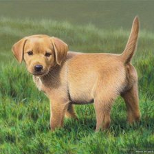 Схема вышивки «собака»