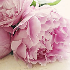 Схема вышивки «пионы»