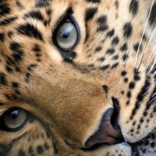 Схема вышивки «Леопард»