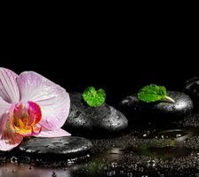 Орхидея на черном