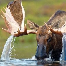 лось на водопое