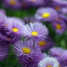 Схема вышивки «цветы»