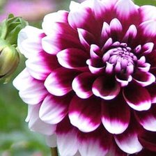 Схема вышивки «№755450»