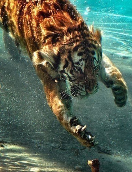 Тигра - животные, тигр - оригинал