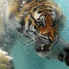 Схема вышивки «Тигра 2»