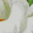 Предпросмотр схемы вышивки «каллы» (№755530)