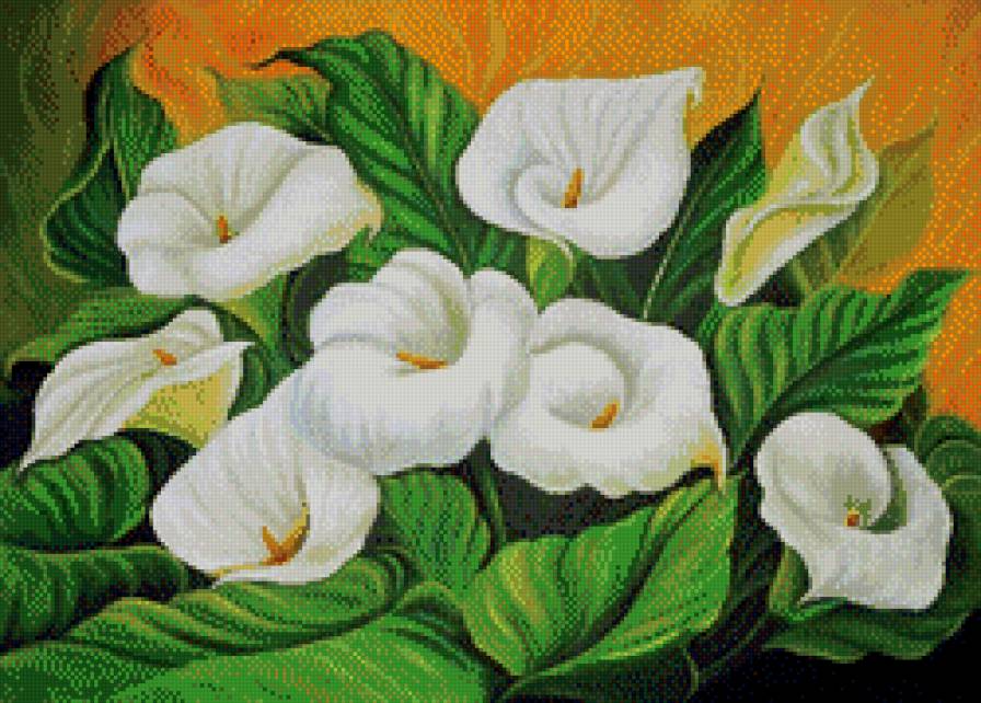 каллы - цветок, каллы, цветы, букет - предпросмотр