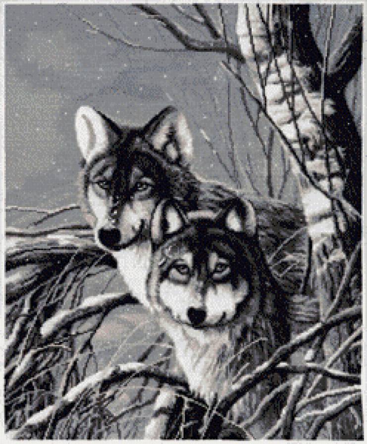 Волки - лес, волки, животные - предпросмотр