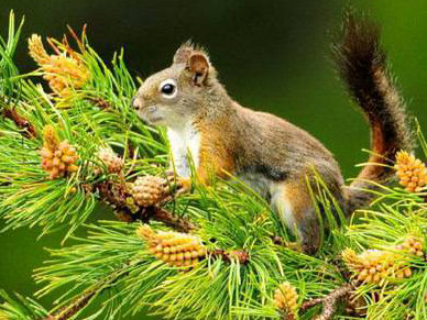 Белочка - белка - оригинал