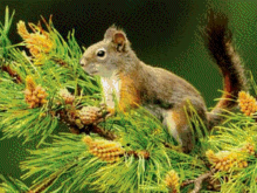 Белочка - белка - предпросмотр