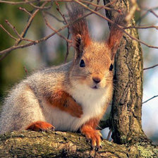 Схема вышивки «Белочка»