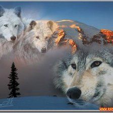 Схема вышивки «волки»