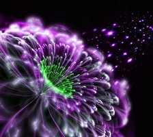 Цветок на черном