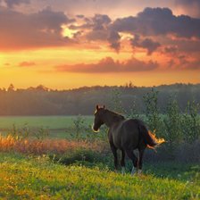Схема вышивки «лошадь»