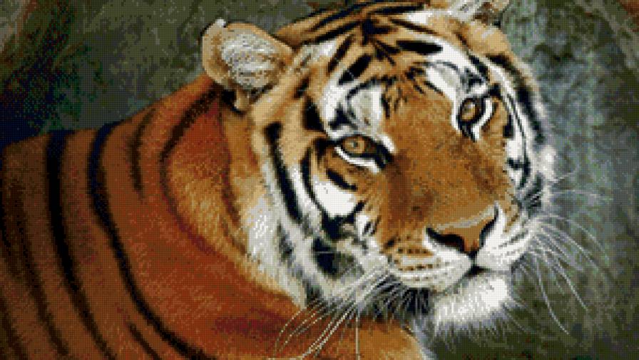 тигр - предпросмотр