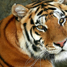 Схема вышивки «тигр»