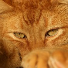 Схема вышивки «киса1»