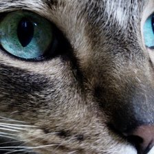 Схема вышивки «киса3»