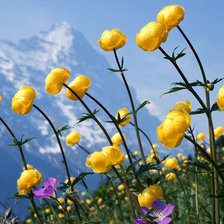 Желтые цветы