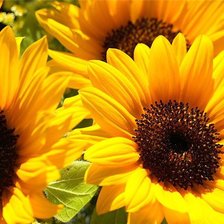 Схема вышивки «подсолнухи»