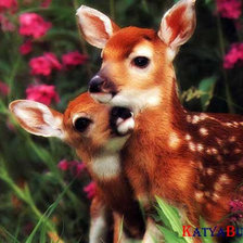 Схема вышивки «Детеныши оленей»