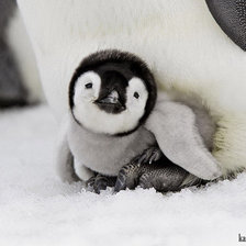 Схема вышивки «Пингвиненок»