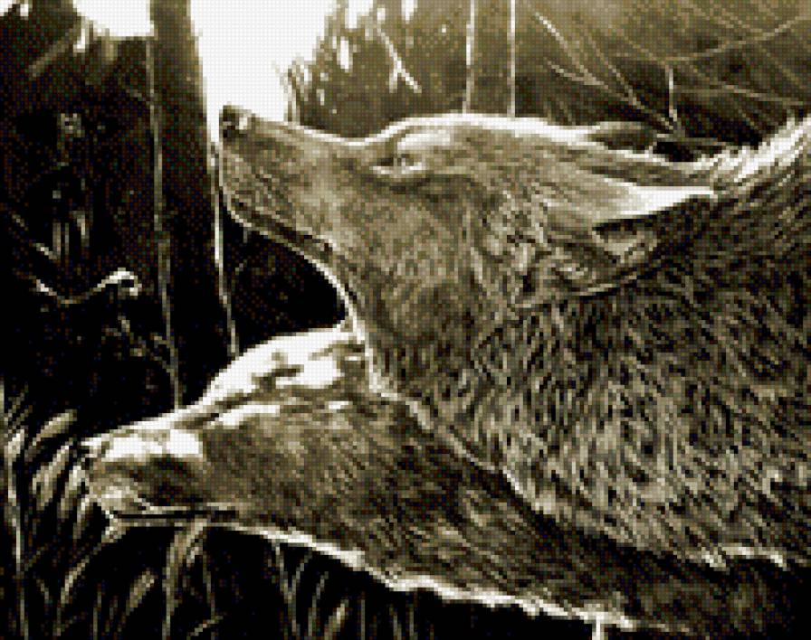 Волки - пара, лес, волки - предпросмотр