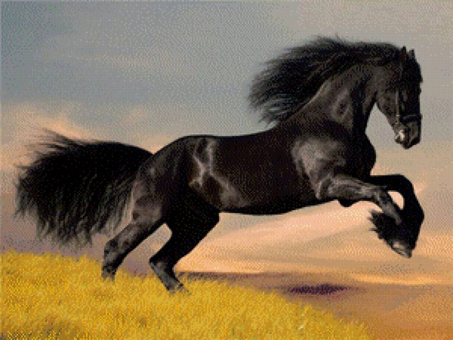 вороной конь - лошади - предпросмотр