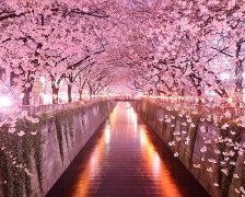 Схема вышивки «цветение сакуры»