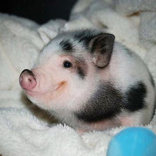 Схема вышивки «Забавный парасенок»