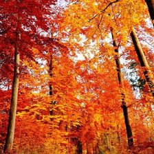 Схема вышивки «краски осени»