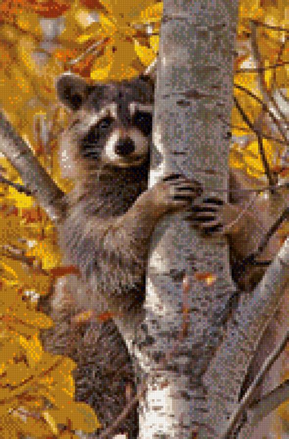 енот - животные - предпросмотр