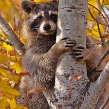 Схема вышивки «енот»