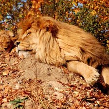 Схема вышивки «львы»