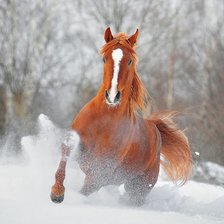 Схема вышивки «лошадь»