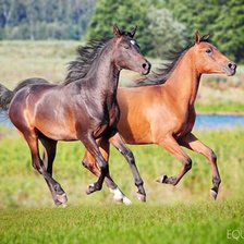 бегущие лошадки