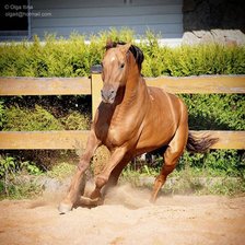 Схема вышивки «лошадь бегущая»