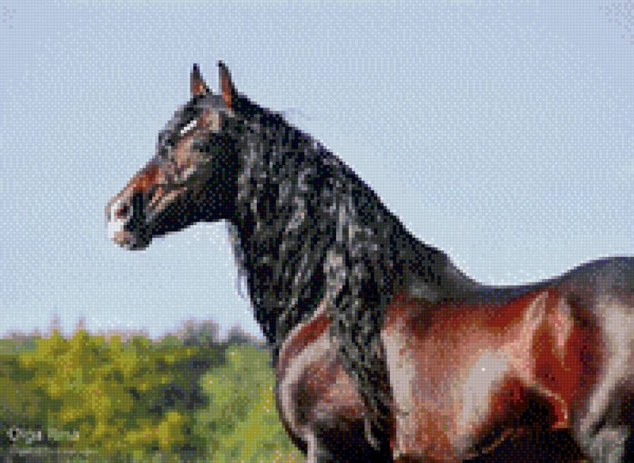 лошадь - животные, лошадь - предпросмотр