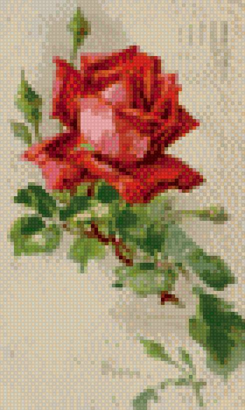 Роза1 - предпросмотр