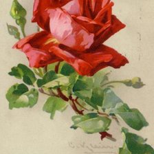 Схема вышивки «Роза1»