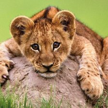 Схема вышивки «львенок»