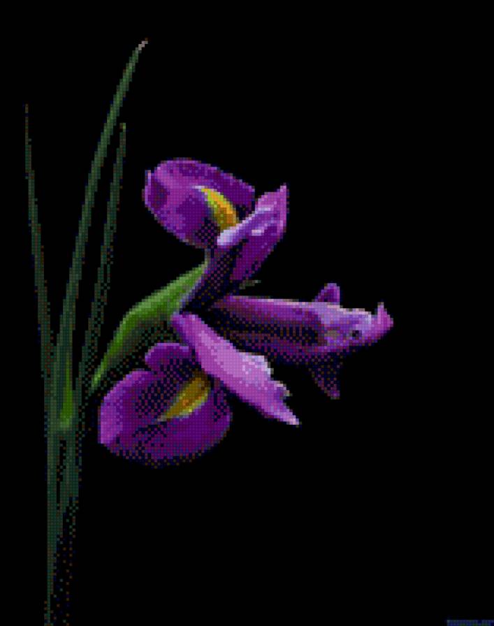 №756694 - тюльпан, цветы - предпросмотр