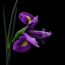 Схема вышивки «№756694»