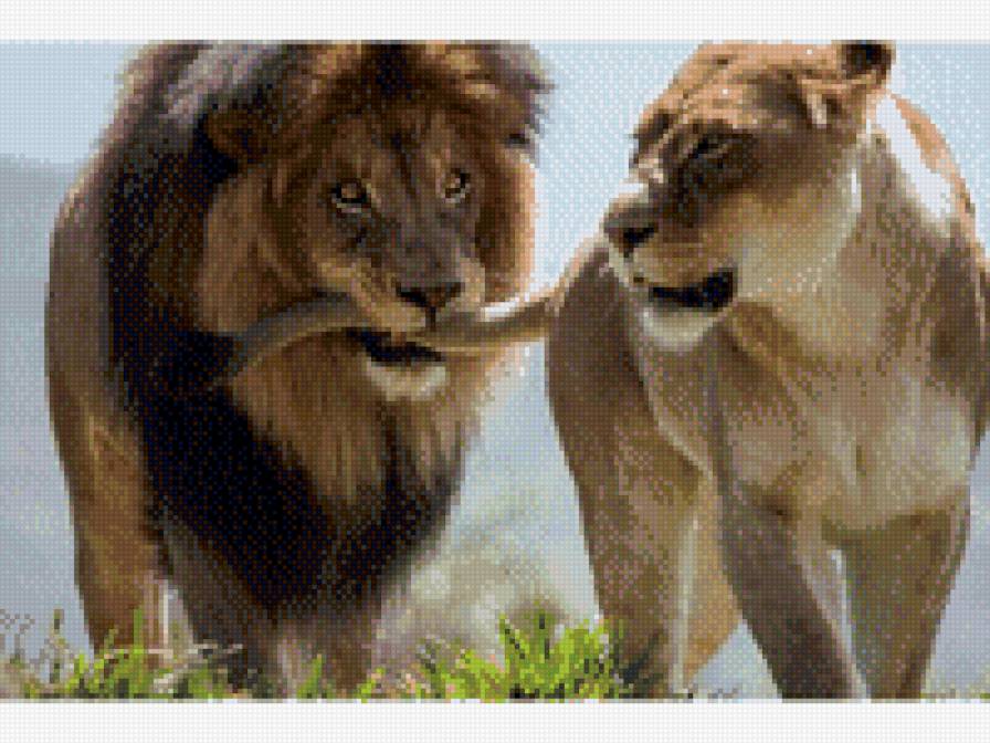 нежность - нежность, тигрулька - предпросмотр