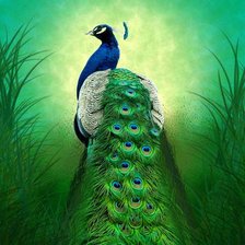 Схема вышивки «павлин»