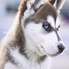 Схема вышивки «Хаски»