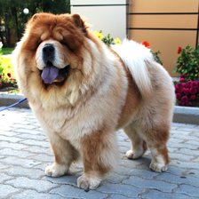 Схема вышивки «Тай3»