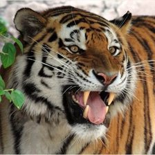 Схема вышивки «тигр»