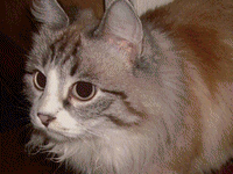 муся - кошка - предпросмотр