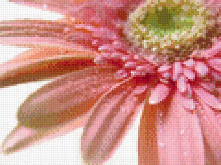 гербера - гербера, цветы - предпросмотр